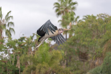 Graceful Marabou Stork (Mycteria americana) takes flight, showcasing its impressive wingspan and...