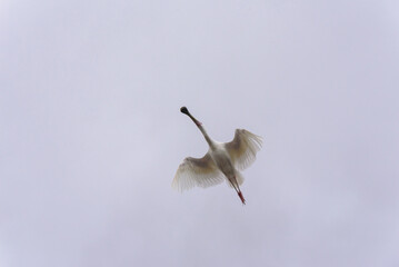 Exquisite Roseate Spoonbill (Platalea ajaja) glides gracefully in flight, its plumage contrasting beautifully against the grey sky.