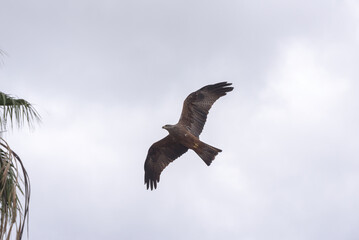 Dynamic shot captures the elegance of a Black Kite (Milvus migrans) in mid-flight, showcasing its grace and aerial prowess.