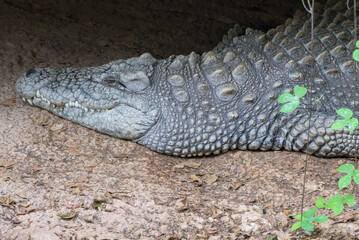 Close-up of a formidable crocodile in captivity, showcasing its textured skin and powerful presence