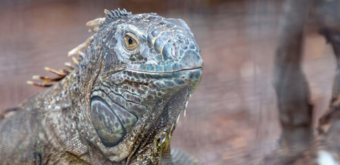 Vivid close-up showcases a green iguana basking in the summer sun, displaying its vibrant scales and natural beauty
