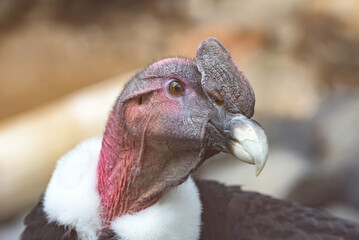 A portrait of a magnificent Andean Condor (Vultur gryphus) embodying power and grace.This iconic...