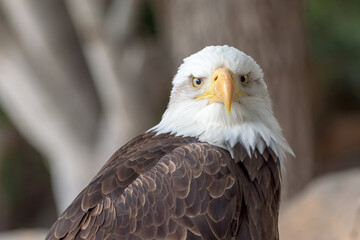 portrait of a eagle