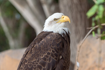 Majestic and regal, the Bald Eagle (Haliaeetus leucocephalus) symbolizes strength and freedom. This iconic bird of prey captivates with its piercing gaze and powerful presence