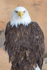 Majestic and regal, the Bald Eagle (Haliaeetus leucocephalus) symbolizes strength and freedom. This iconic bird of prey captivates with its piercing gaze and powerful presence