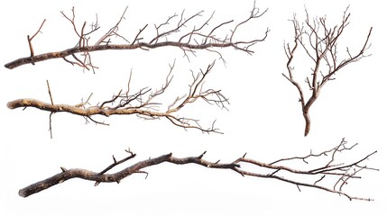 Fototapeta na wymiar tree branches