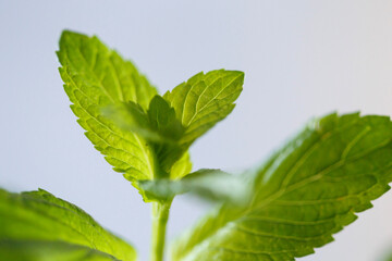 macro photography of mint leaves