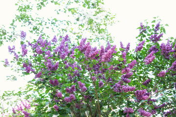 Fototapeta premium Blossom lilac flowers in spring in garden. branch of Blossoming purple lilacs in spring. Blooming lilac bush. Blossoming purple and violet lilac flowers. Spring season, nature background. aroma, 