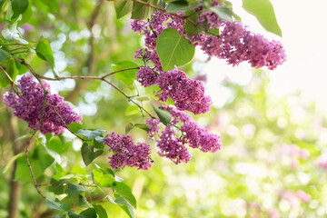 Blossom lilac flowers in spring in garden. branch of Blossoming purple lilacs in spring. Blooming...