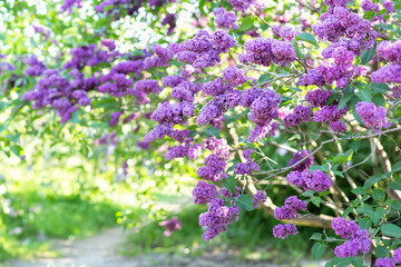 Blossom lilac flowers in spring in garden. branch of Blossoming purple lilacs in spring. Blooming lilac bush. Blossoming purple and violet lilac flowers. Spring season, nature background. aroma,	
