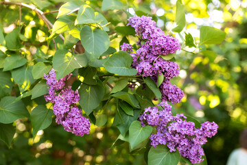 Blossom lilac flowers in spring in garden. branch of Blossoming purple lilacs in spring. Blooming lilac bush. Blossoming purple and violet lilac flowers. Spring season, nature background. aroma,	