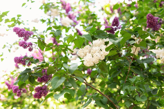 Blossom lilac flowers in spring in garden. branch of Blossoming purple lilacs in spring. Blooming lilac bush. Blossoming purple and violet lilac flowers. Spring season, nature background. aroma,	
