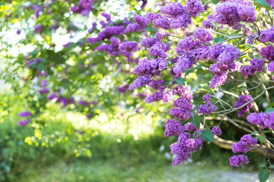 Blossom lilac flowers in spring in garden. branch of Blossoming purple lilacs in spring. Blooming lilac bush. Blossoming purple and violet lilac flowers. Spring season, nature background. aroma,	
