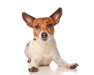 Five year old Jack Russell Terrier on a white studio background