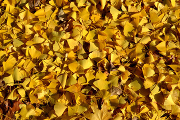 Yellow leaves background. Bright gingko biloba leaves on the ground - 729395403