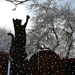 Winter background with black cat on a fence - 729395430