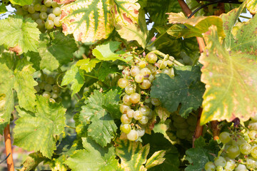 Grapes in the vineyard in the autumn harvest season.