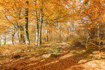 Fall Landscape with beautiful sunlight and warm yellow and gold colors. Starnberg, Germany