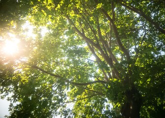 Nature tree background Green Leafs close-up at summer ecology cover page