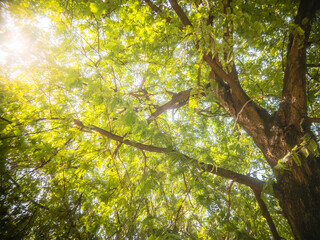 Nature tree background Green Leafs close-up at summer ecology cover page