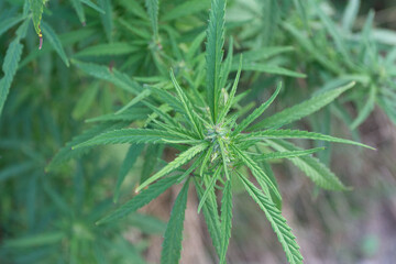Marijuana (Cannabis sativa) plant in the field