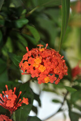 flor desabrochada laranja 