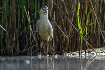 Night heron
