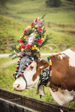 Decorated cows in a mountain field before they are brought into the valley for winter. Achenkirch, Austria