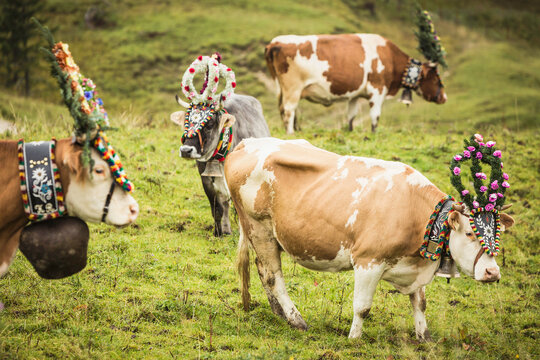 Decorated cows in a mountain field before they are brought into the valley for winter. Achenkirch, Austria
