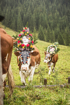 Decorated cows in a mountain field before they are brought into the valley for winter. Achenkirch, Austria