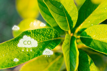 Green Synthesis Virtual Screen Displays Plant Food Synthesis, Carbon Dioxide Reduction, and Tree's...