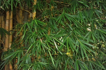bambus 