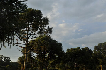 arvode de pinheiros no brasil 