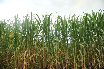 Fototapeta premium plantação de cana de acúcar 