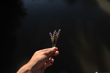 mão segurando flores lilás 