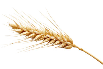 A Close-up View of a Wheat Strand Isolated on Transparent Background