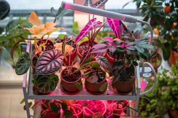 Houseplant on cart under phytolamp at home, making up for lack of real daylight and sunlight. LED...