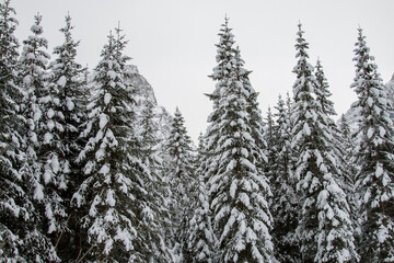 foresta innevata