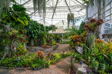 Palms, bromeliads, atmospheric tillandsia epiphytum climbing vines humid climate exotic forests