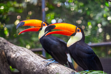 Toucan bird couple family with big bill sitting on the branch in the forest. Nature travel in...
