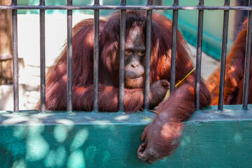 Orangutan sad depressing in the cage © aapsky