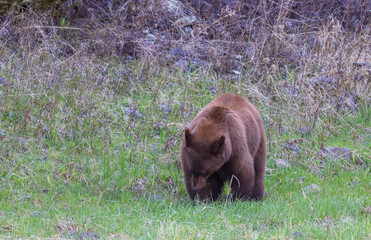 Black Bear in Yellowstone National Park Wyoming in Springtime