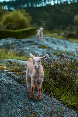 goat in the mountains