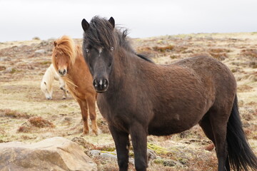 horses on the plains of Iceland, with detail of a black horse with intense blue eyes. with hair...