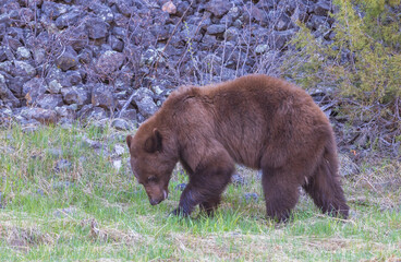 Black Bear in Yellowstone National Park Wyoming in Springtime
