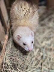 close up of a hedgehog