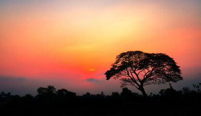 Amazing sunset and sunrise.Panorama silhouette tree on africa.Dark tree on open field dramatic sunrise.Safari theme. - obrazy, fototapety, plakaty
