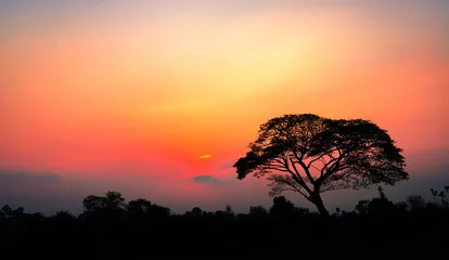 Rolgordijnen Amazing sunset and sunrise.Panorama silhouette tree on africa.Dark tree on open field dramatic sunrise.Safari theme. © Mohwet
