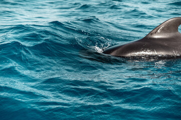 Naklejka premium dolphin jumping out of water