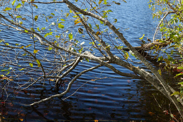 tree in the water with ripples on the water